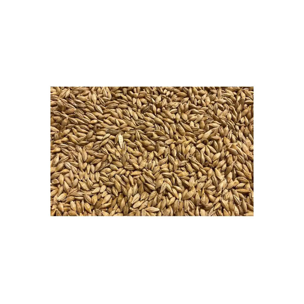 Barley Seeds